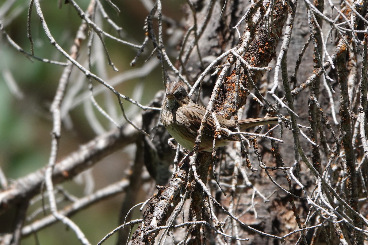 Lincoln's Sparrow - ML351811501