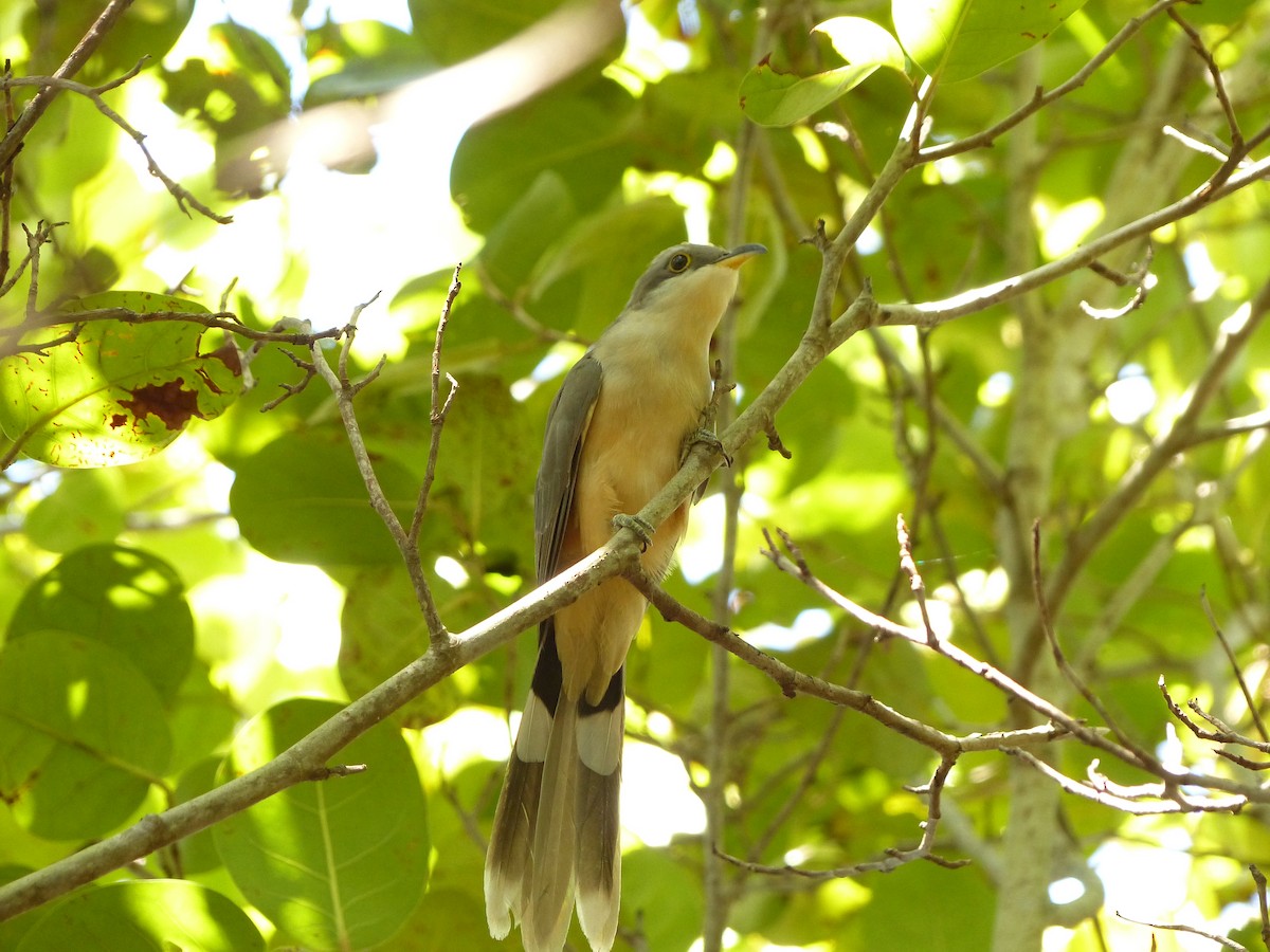 Mangrove Cuckoo - ML35181151
