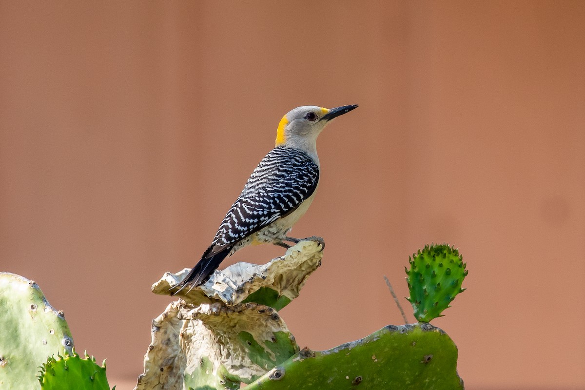 Golden-fronted Woodpecker - ML351811561