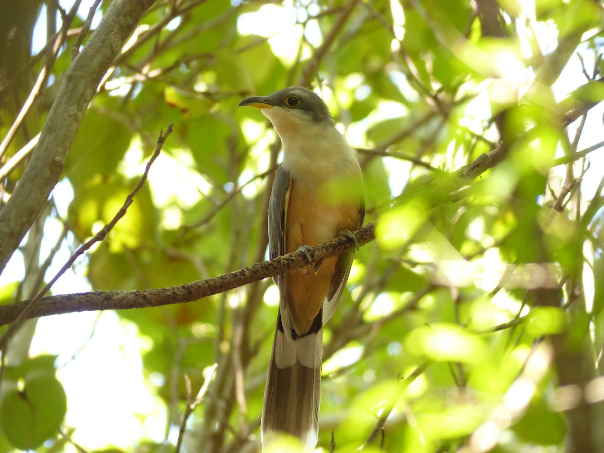Mangrove Cuckoo - ML35181181