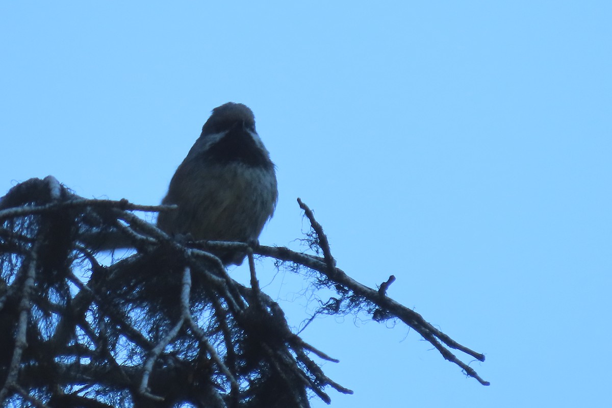 Boreal Chickadee - ML351812711