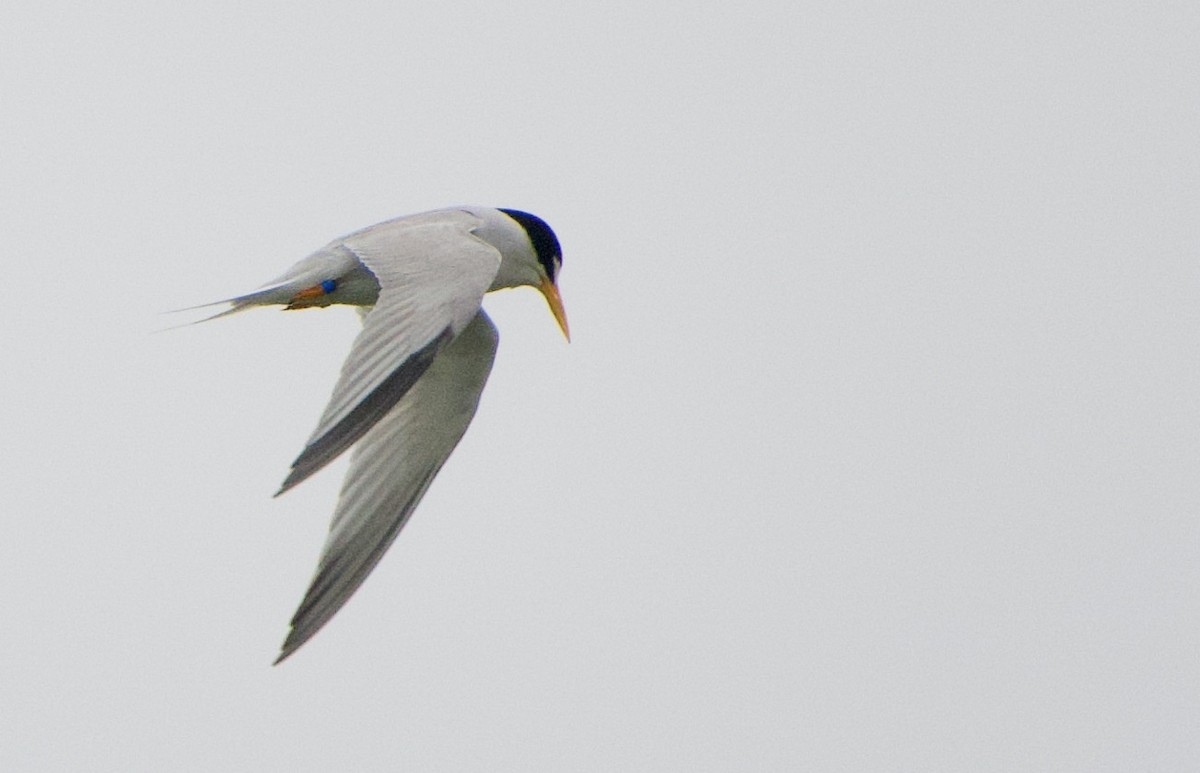 Least Tern - ML351813101