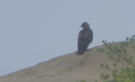 Red-tailed Hawk - ML351813261