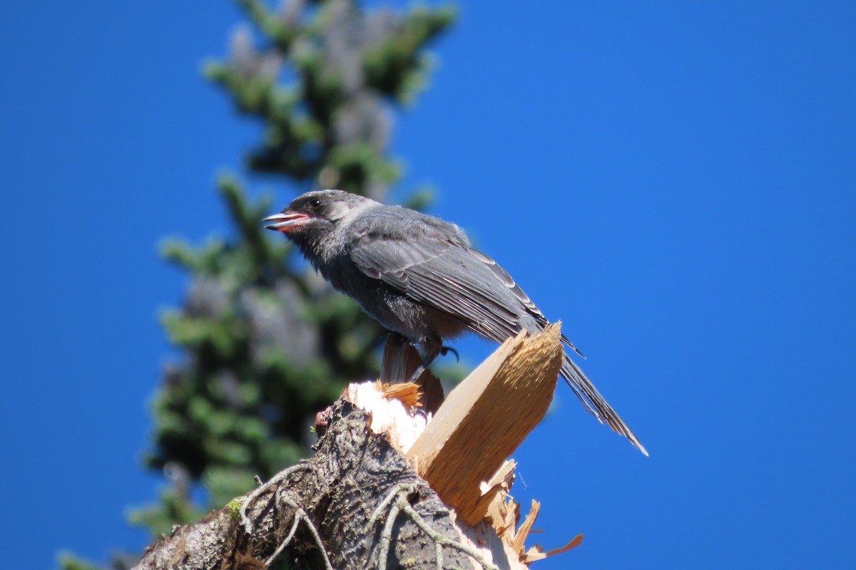 Canada Jay - ML351813311