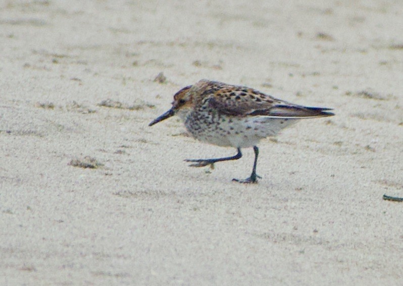 Western Sandpiper - ML351815141