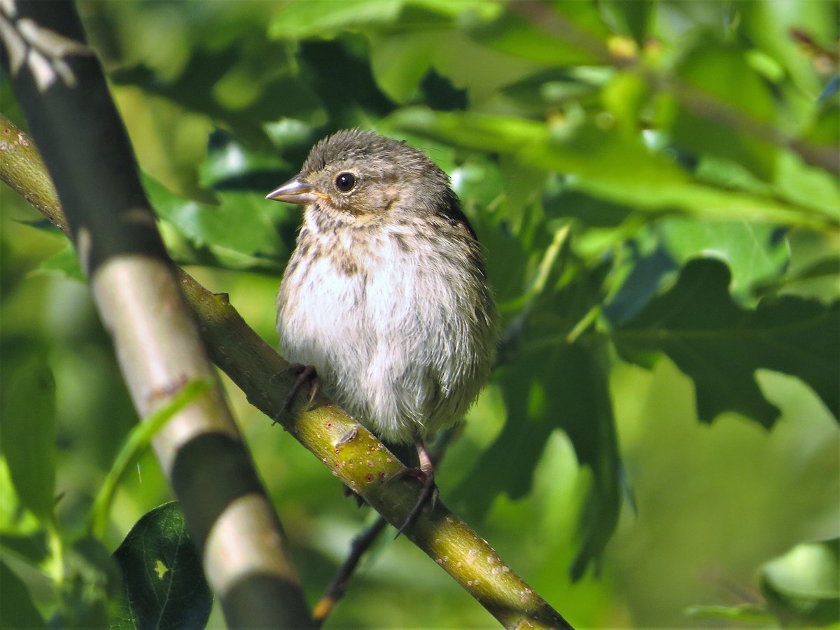 Song Sparrow (heermanni Group) - ML351815251