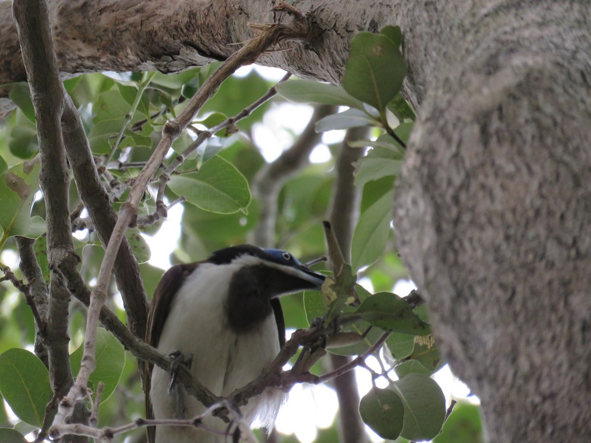Blue-faced Honeyeater - ML351815501