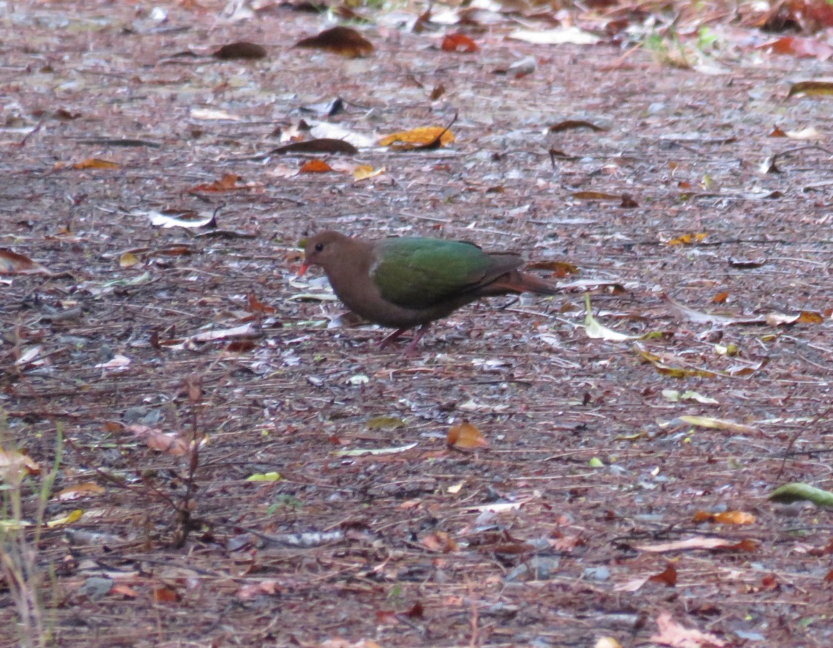 Pacific Emerald Dove - ML351816211