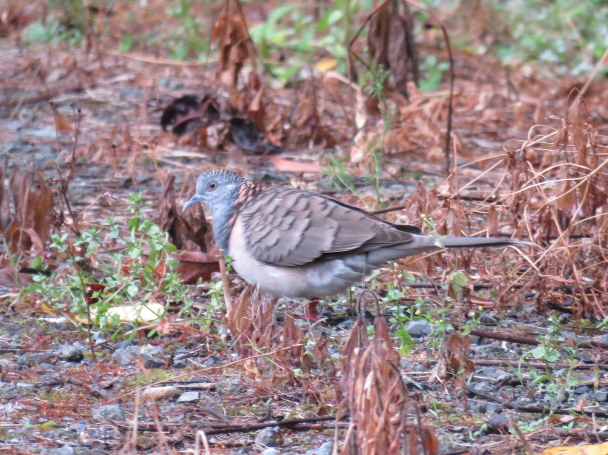Bar-shouldered Dove - ML351816391