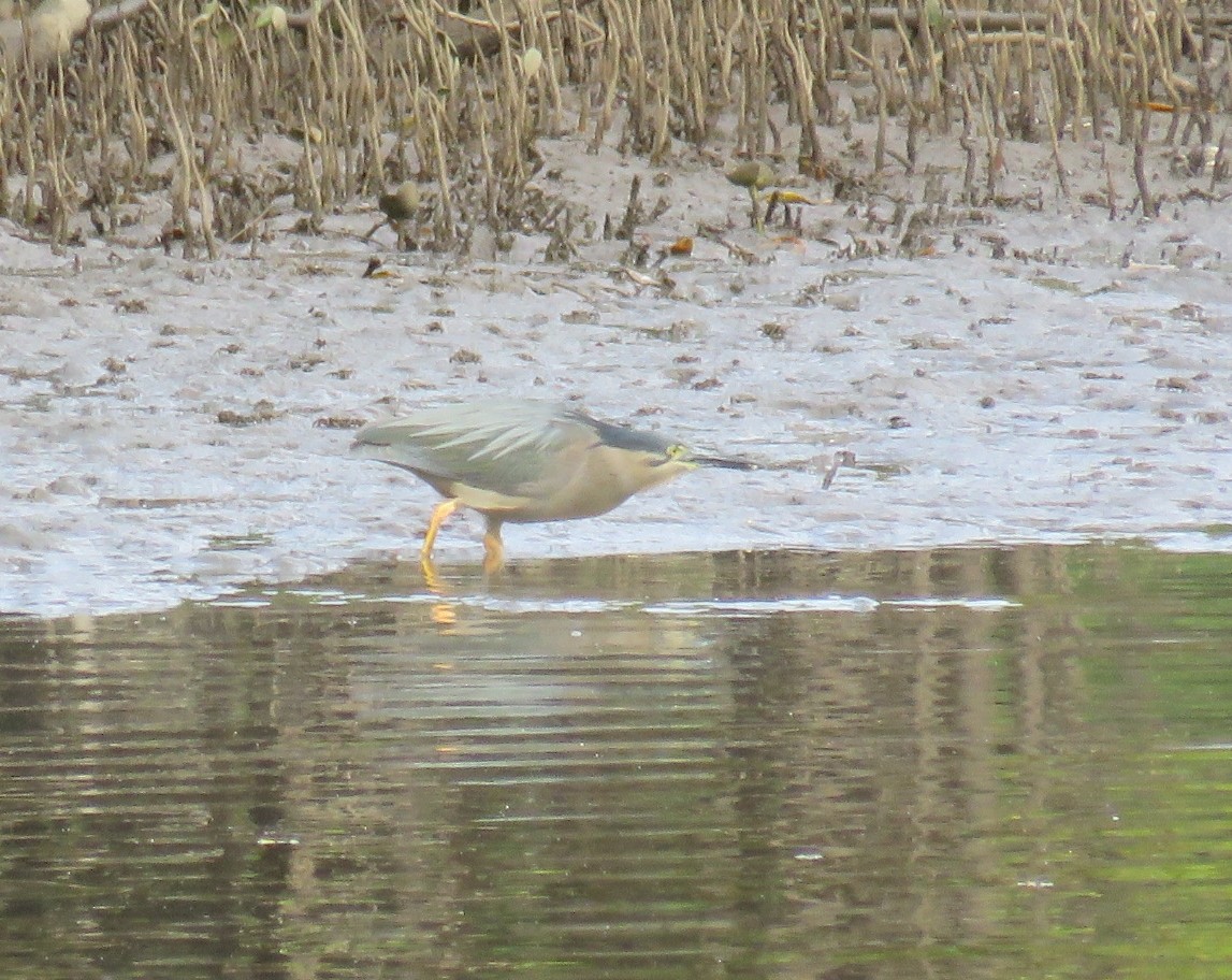 Little Heron - ML351816401