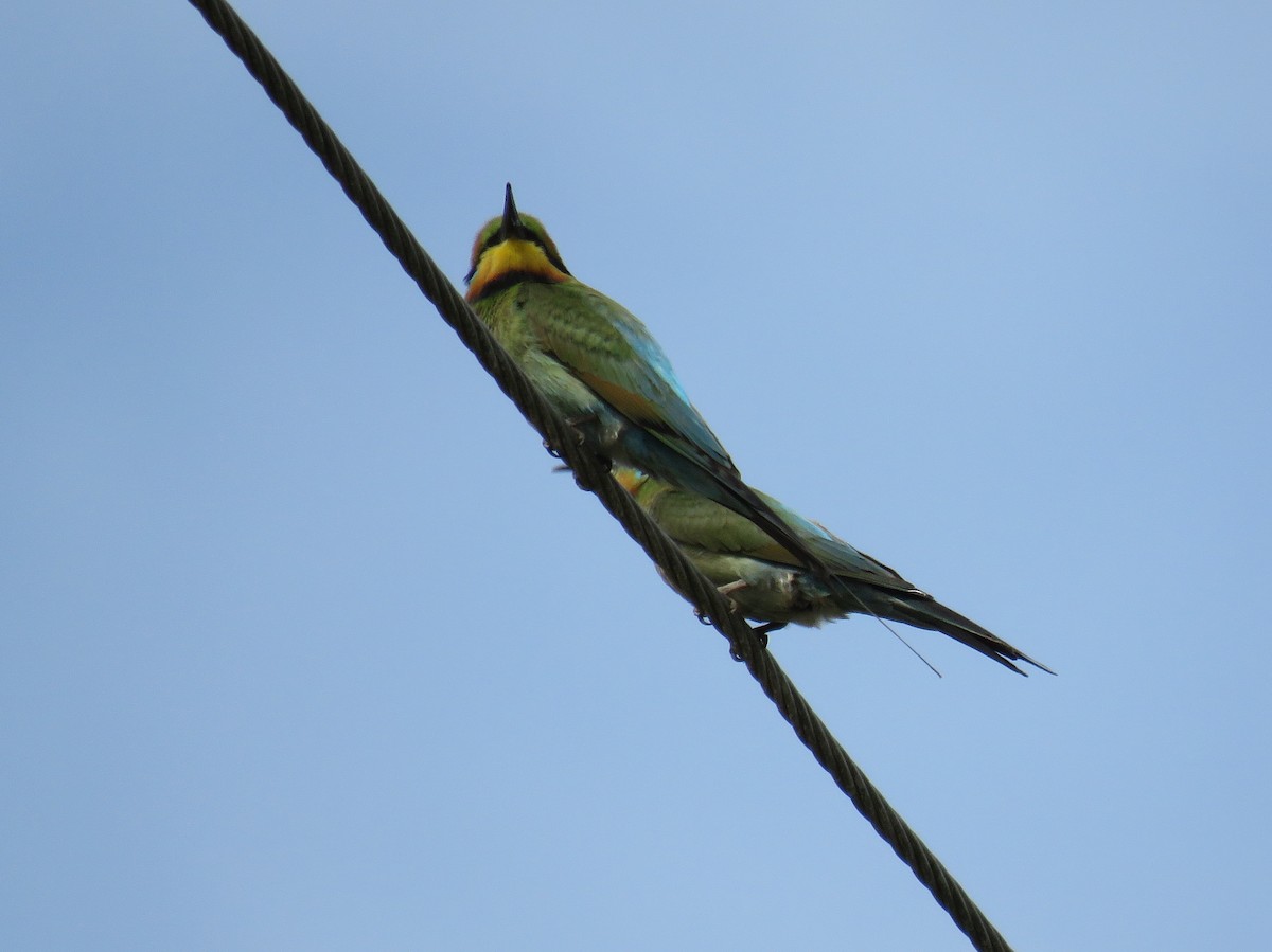 Rainbow Bee-eater - ML351816491
