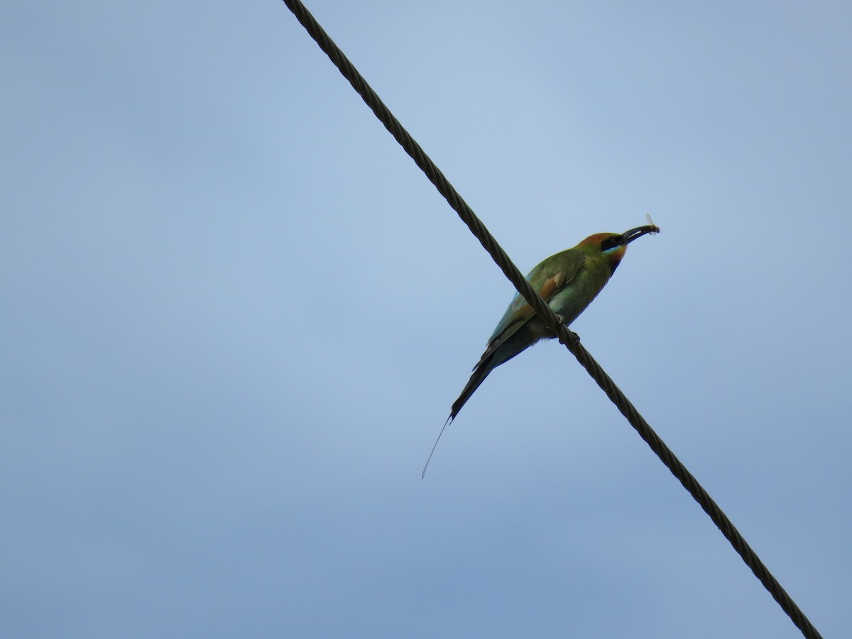 Rainbow Bee-eater - ML351816501