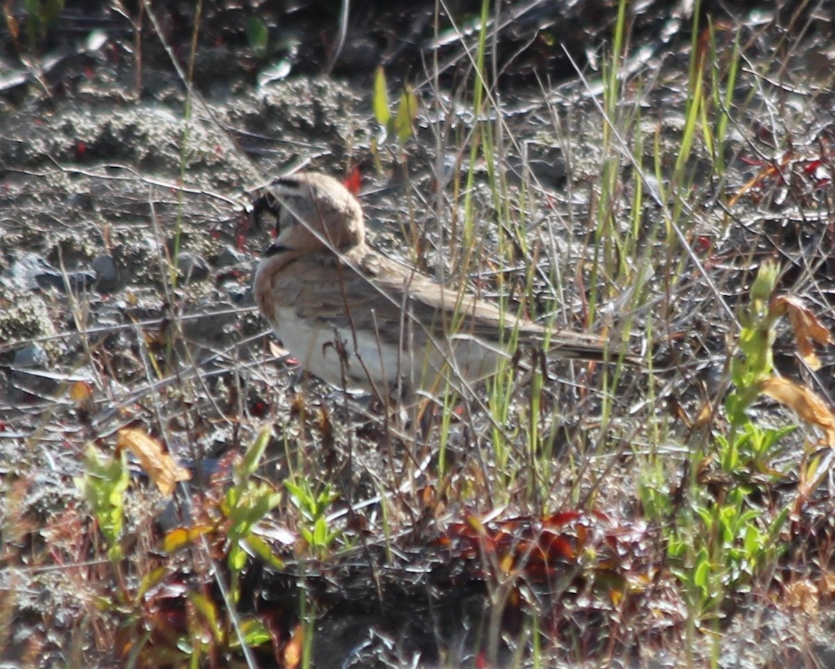 Horned Lark - ML351819881