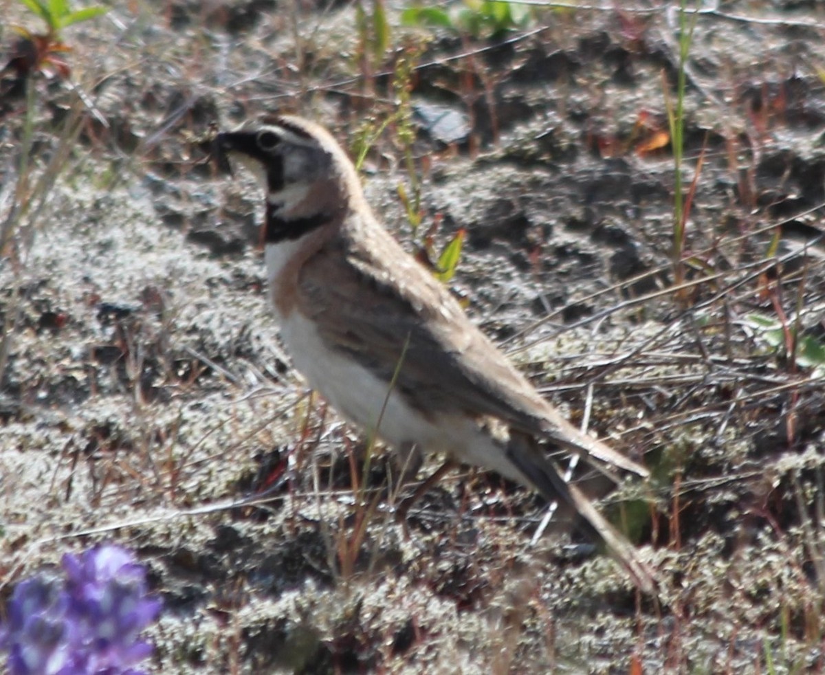 Horned Lark - ML351819891