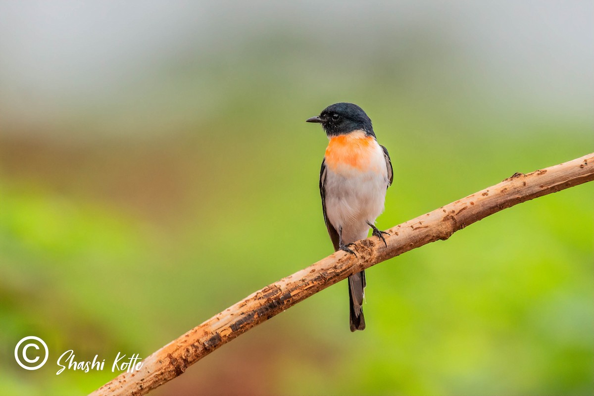 White-bellied Minivet - ML351819921