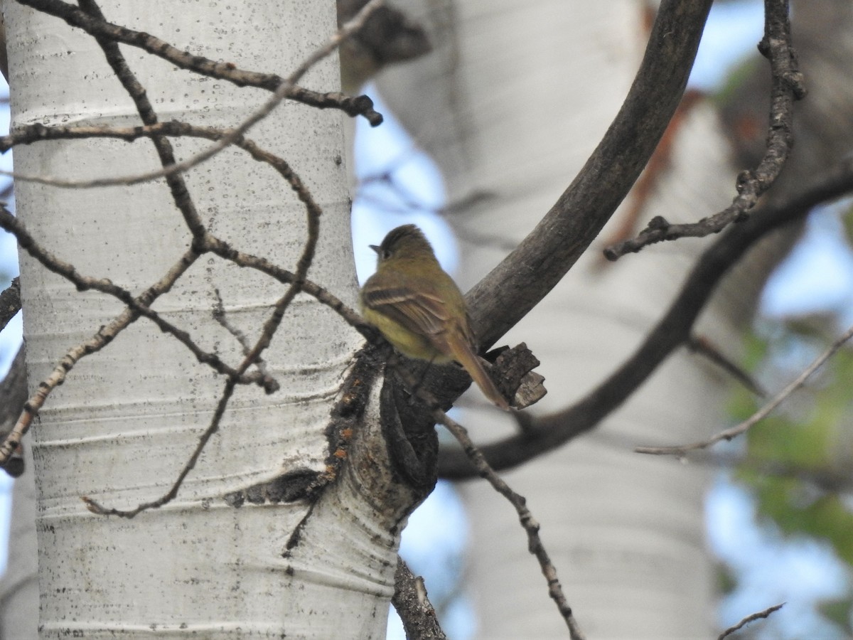 Western Flycatcher (Cordilleran) - Quinn Diaz