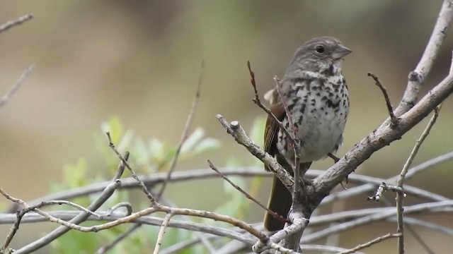 Fox Sparrow (Slate-colored) - ML351821051