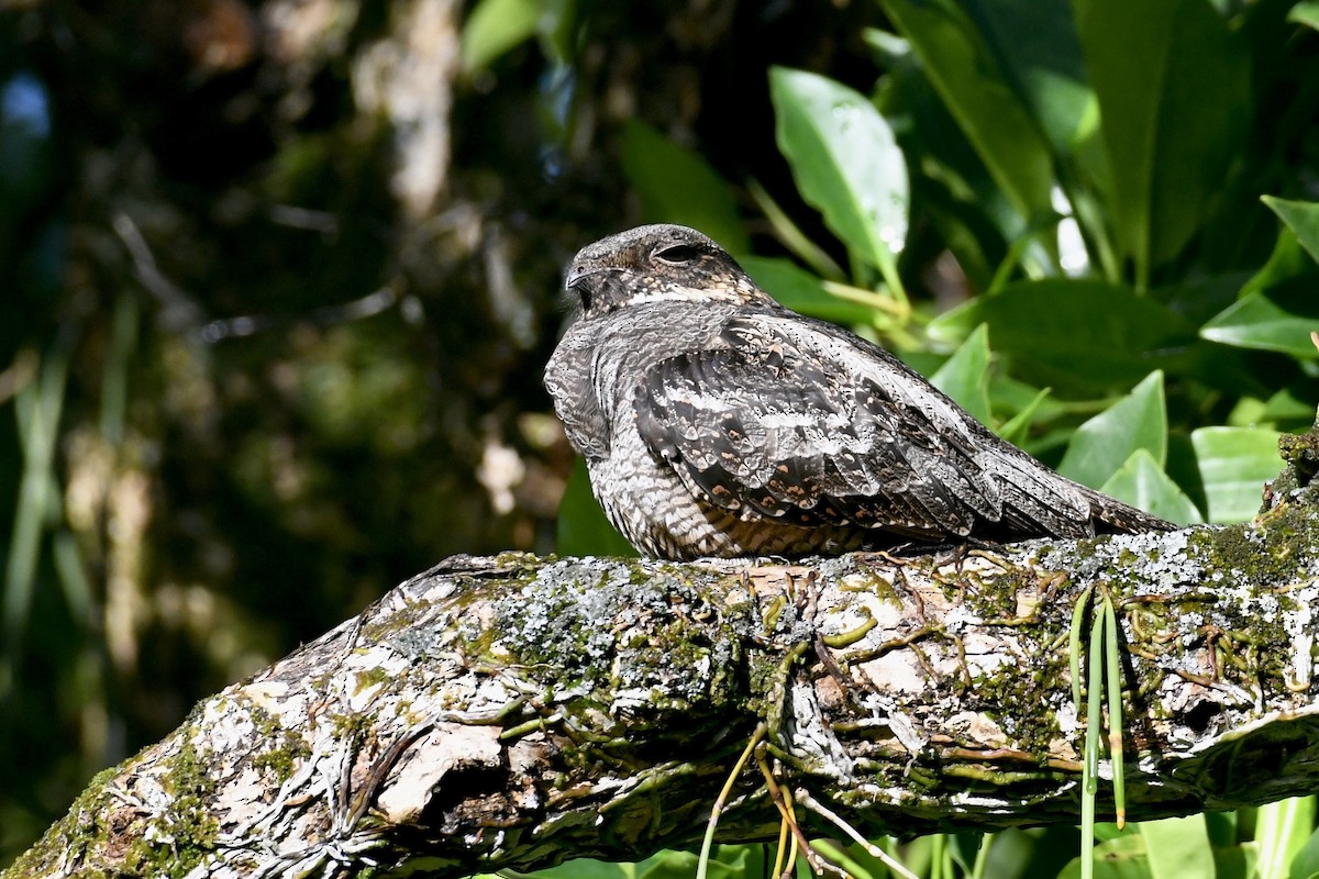 White-throated Nightjar - ML351821201