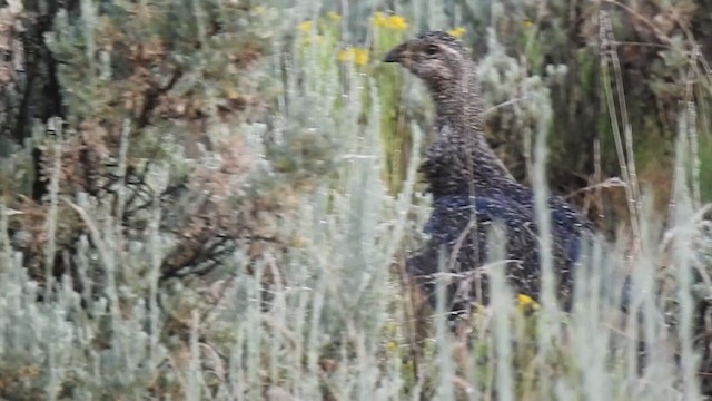 Gunnison-Beifußhuhn - ML351821551