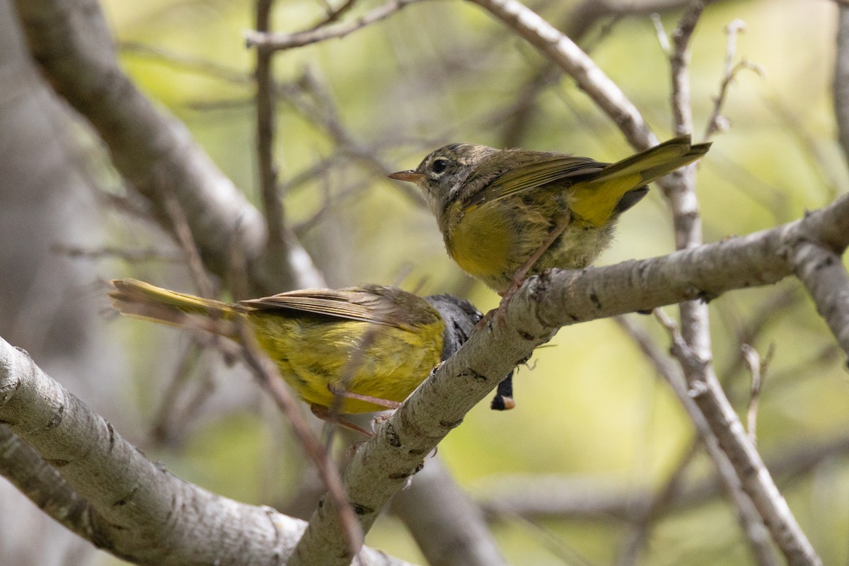 MacGillivray's Warbler - ML351824461