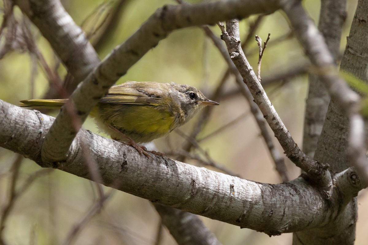 MacGillivray's Warbler - ML351824481