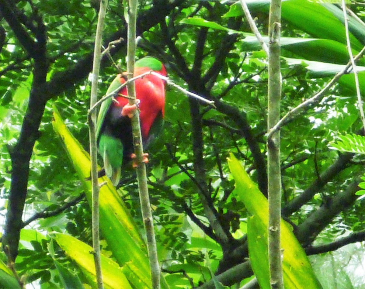 Collared Lory - Nina Tsilikas