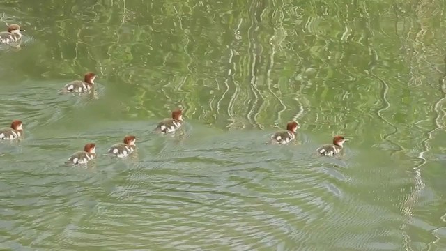 Common Merganser - ML351826671