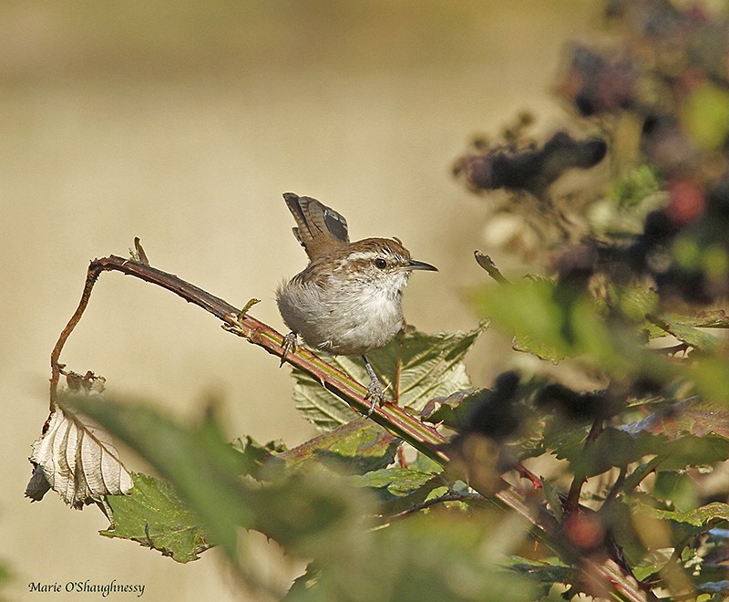 Bewick's Wren - Marie O'Shaughnessy