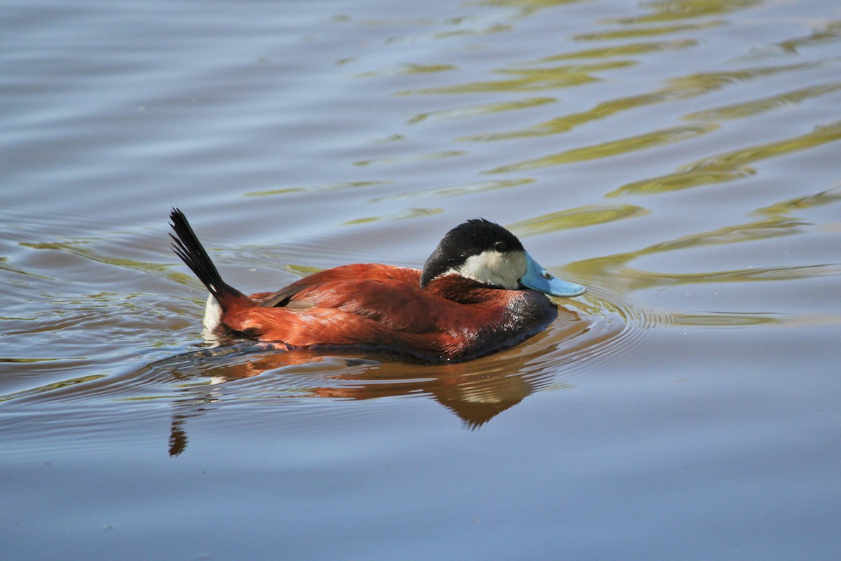 Ruddy Duck - ML351827691