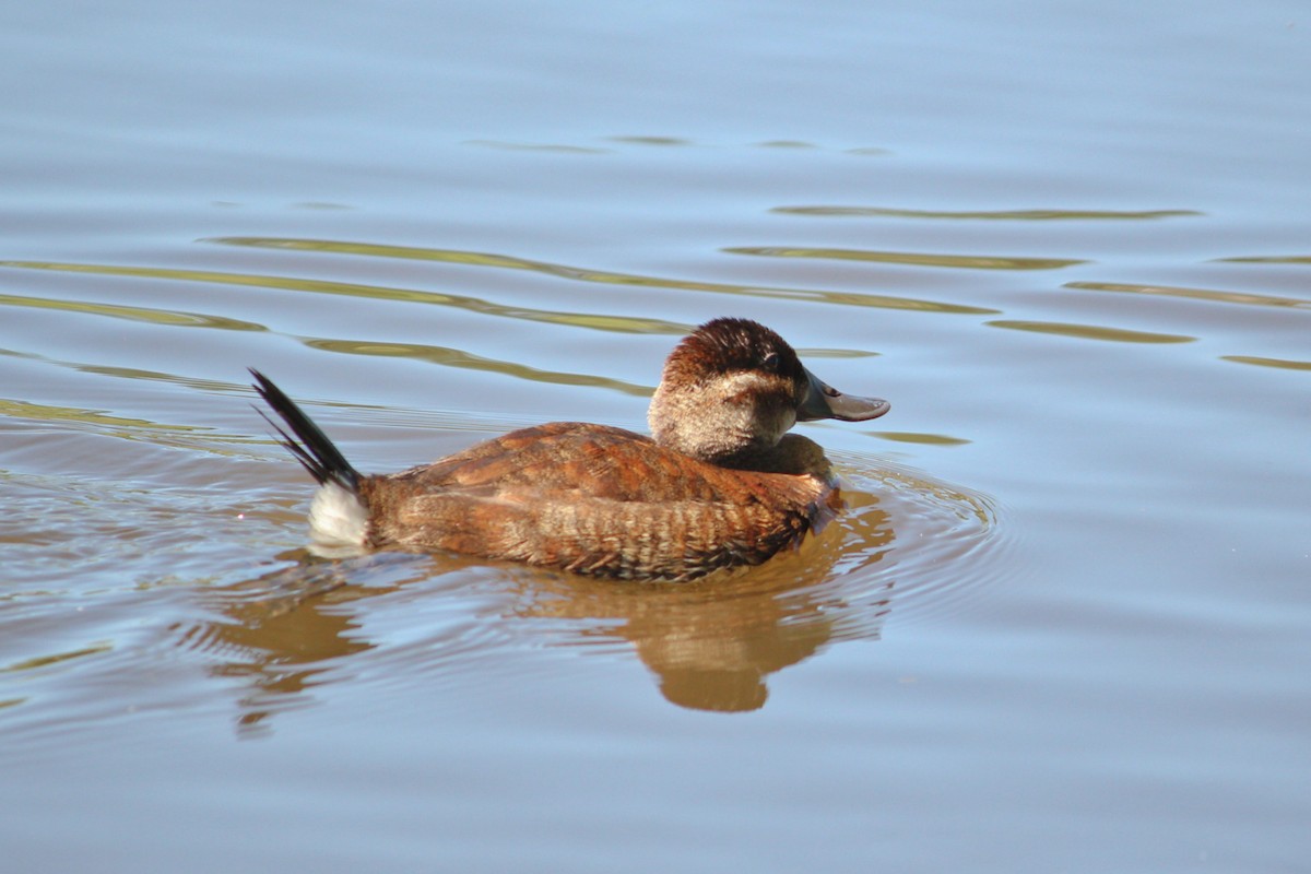 Ruddy Duck - ML351827701