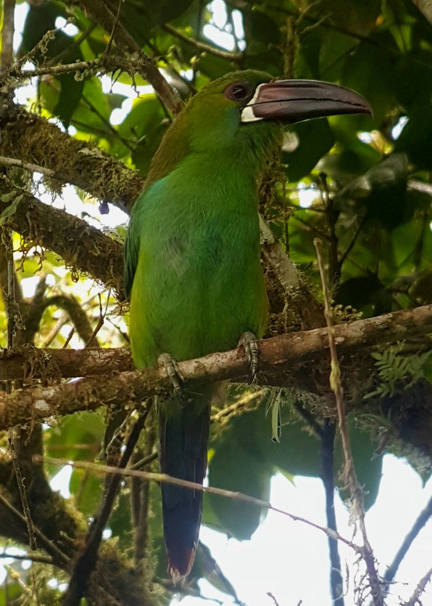 Crimson-rumped Toucanet - ML351827901