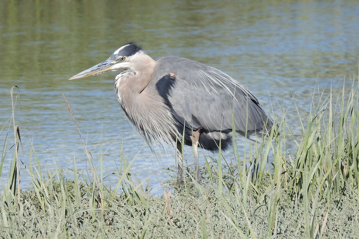 Great Blue Heron - ML351828791