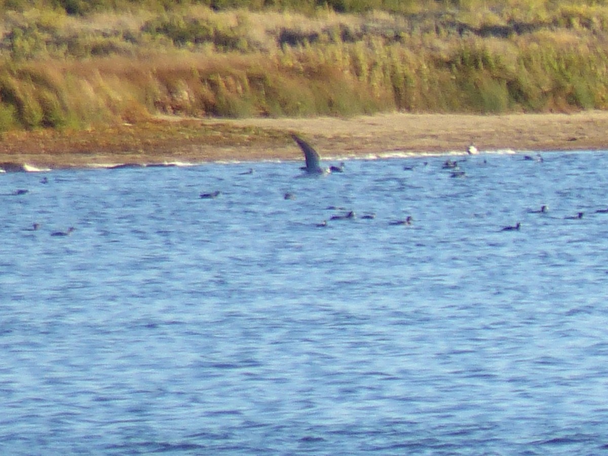 Black Tern - ML35183091