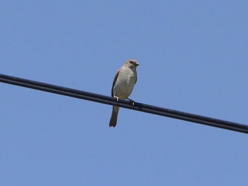 Southern Gray-headed Sparrow - ML351833261