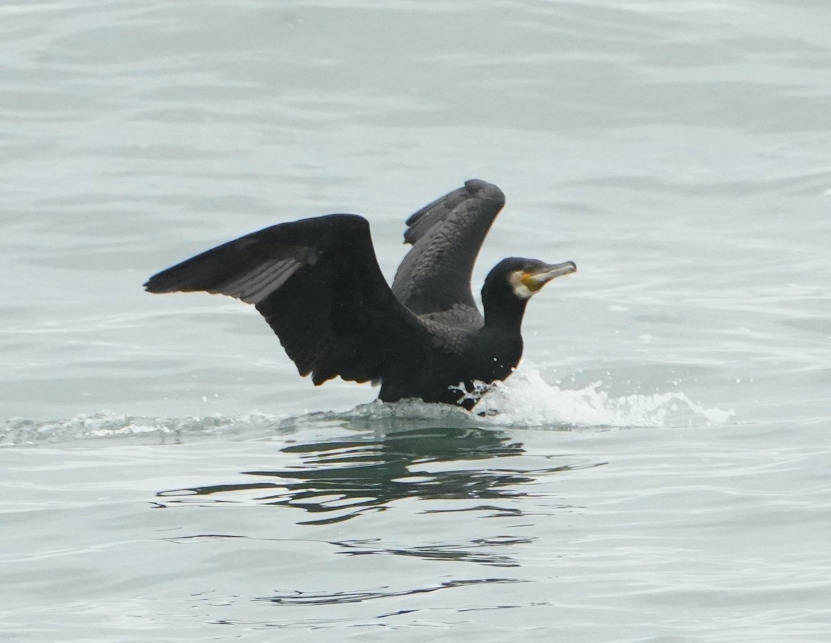 Great Cormorant - ML351833431