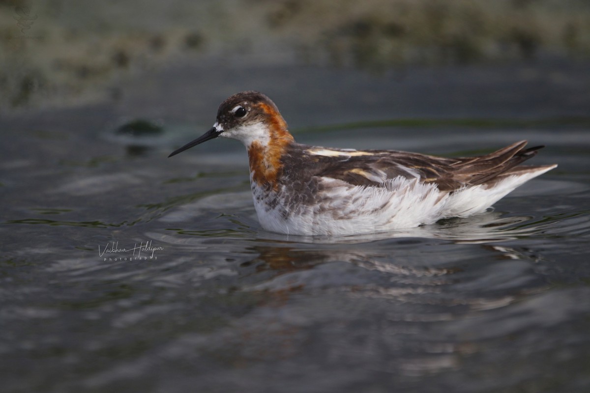 Red-necked Phalarope - ML351833851