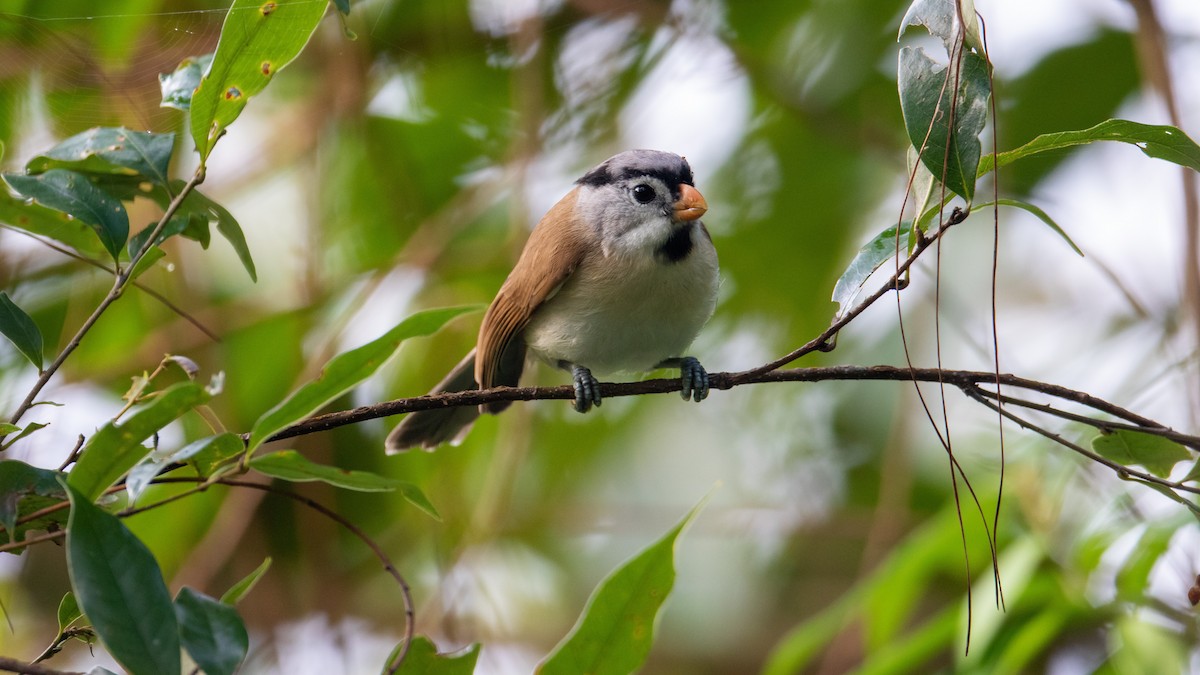 Gray-headed Parrotbill - ML351834341
