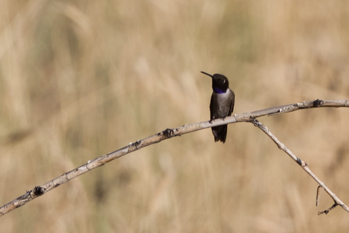 Black-chinned Hummingbird - ML351834481