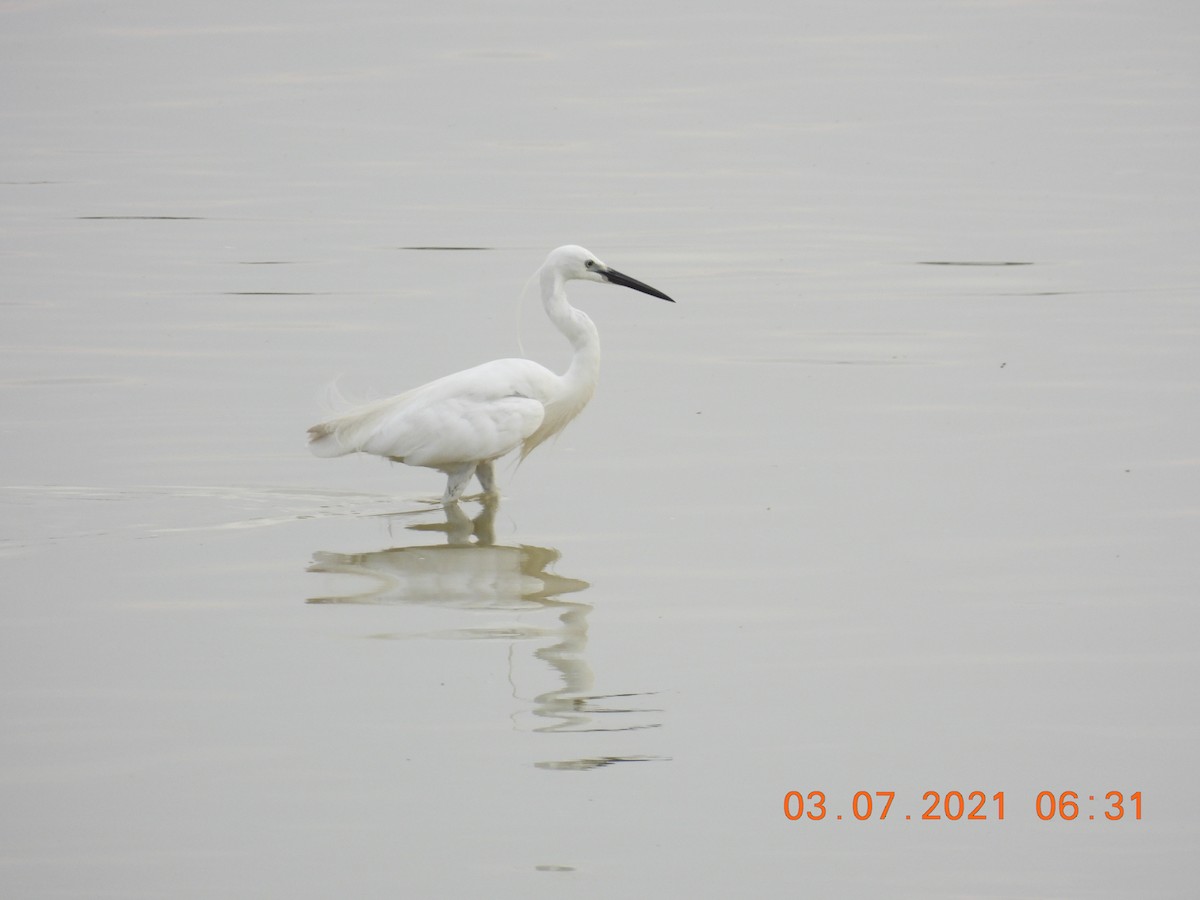 Little Egret - ML351834661