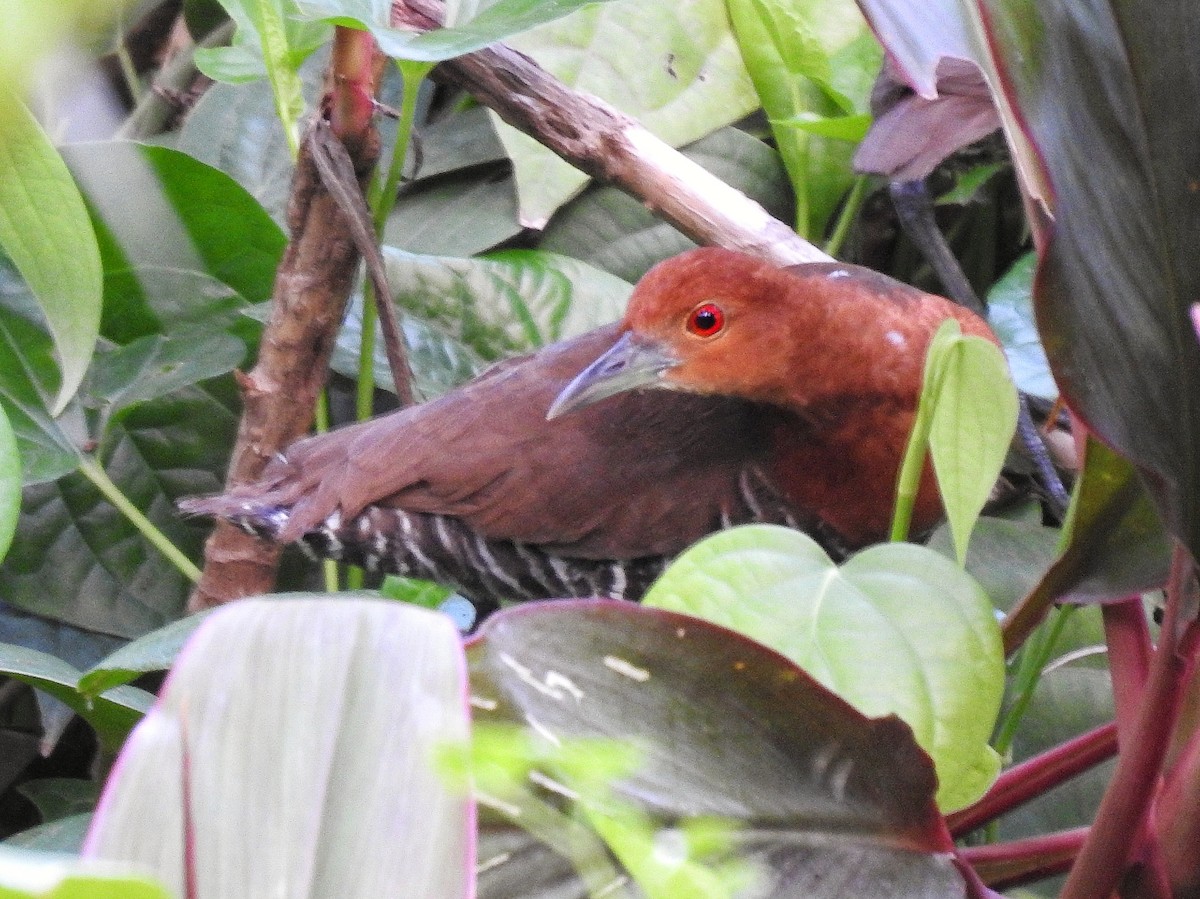 Slaty-legged Crake - ML351836051