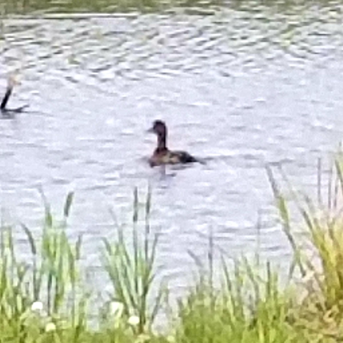 Greater Scaup - ML351836171