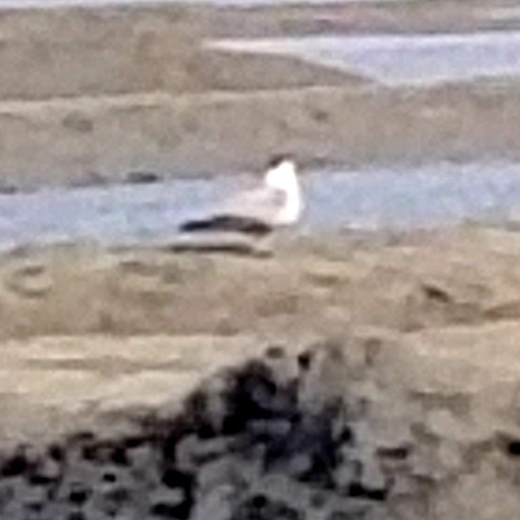 シロハラトウゾクカモメ - ML351836431