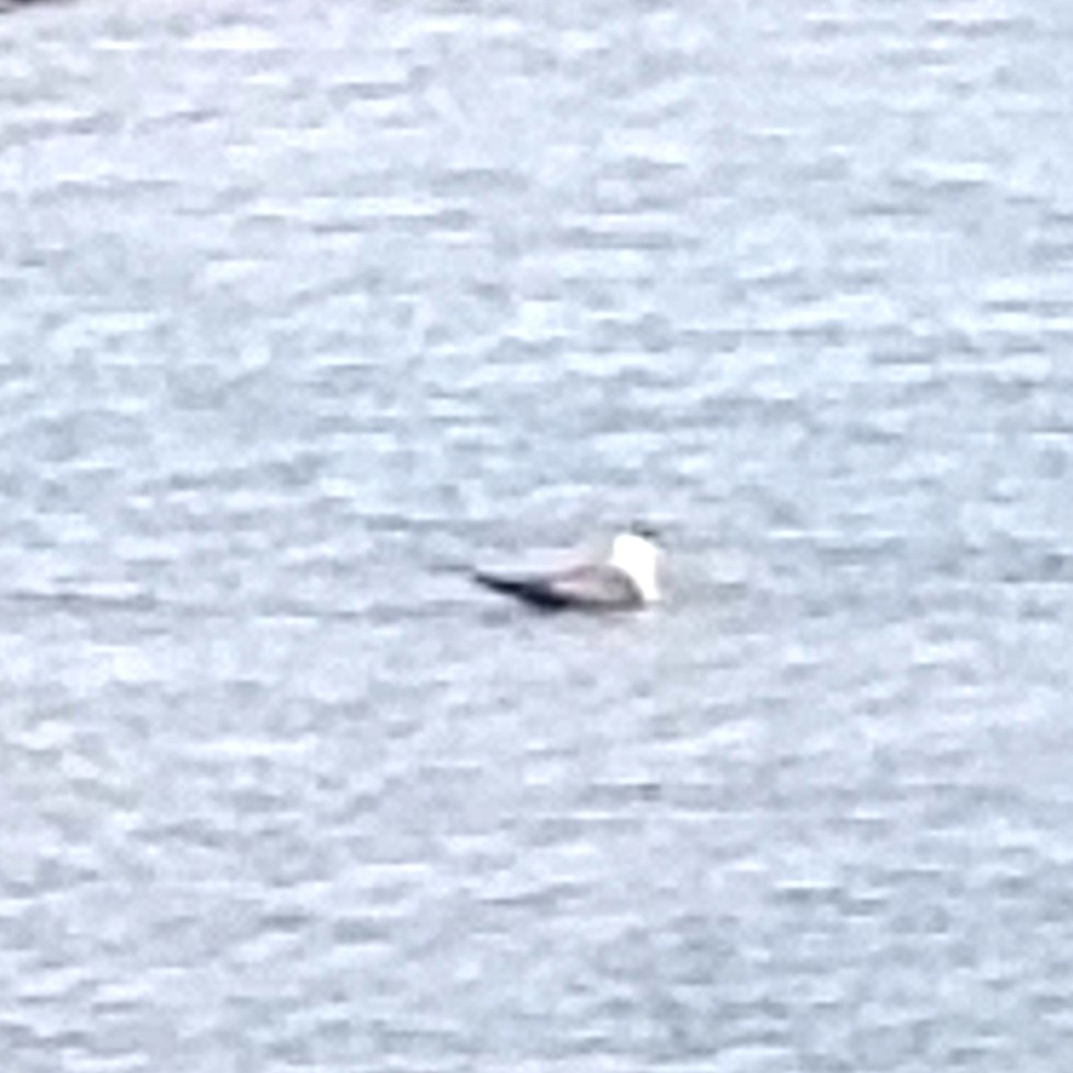 シロハラトウゾクカモメ - ML351836441