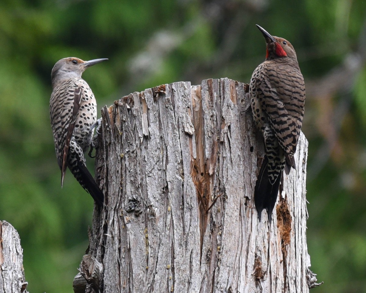 Northern Flicker - ML351836791