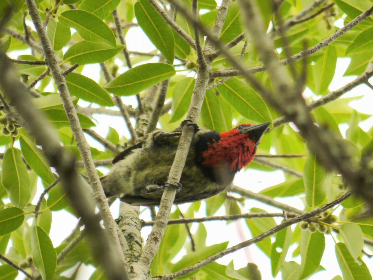 Black-collared Barbet - David Diller