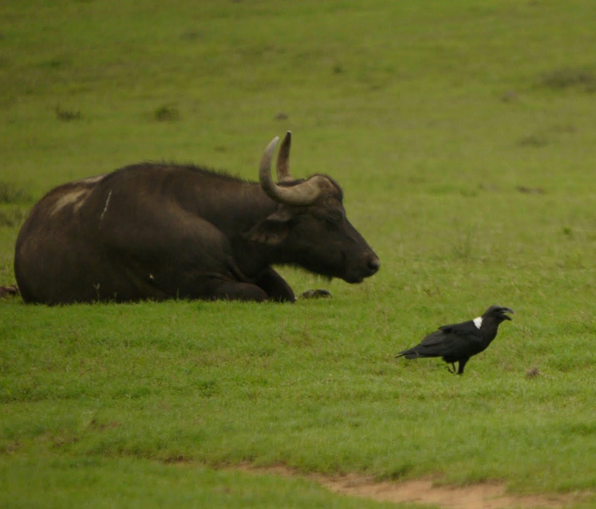 White-necked Raven - ML351837671