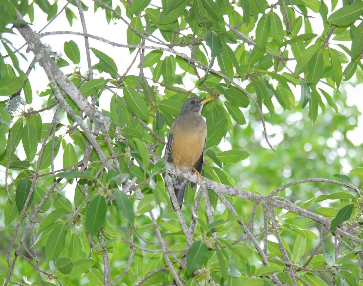 Olive Thrush - ML351837701