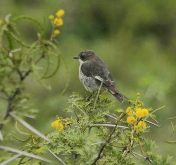 Fiscal Flycatcher - David Diller