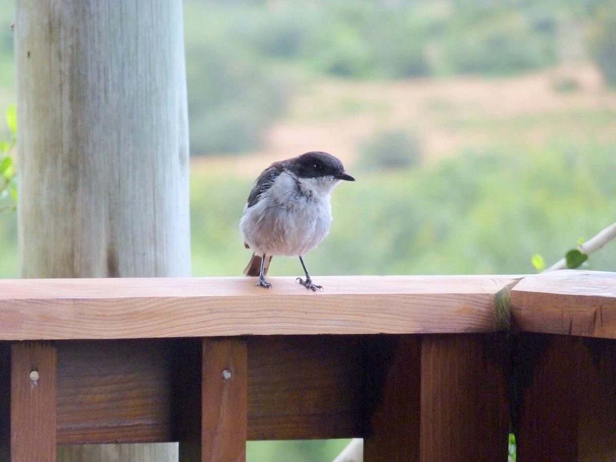 Fiscal Flycatcher - ML351837731