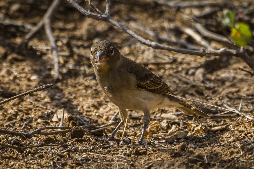 Yellow-spotted Bush Sparrow - David Bishop